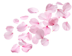 Obraz premium Soft Pink Cherry Blossom Petals Blowing Diagonally in the Wind, Isolated on Transparent Background