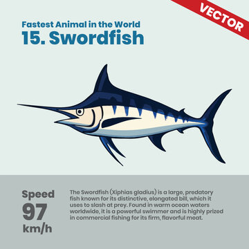 Swordfish, a fast predatory fish that can reach 97 km/h in the ocean, using its elongated bill to slash prey and dominate warm waters with its rapid swimming capabilities