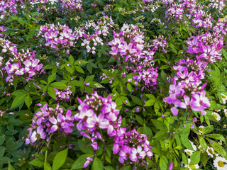 Vibrant Purple Cleome Flowers Blooming in a Garden