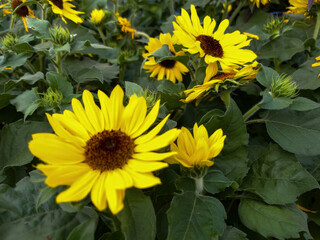Vibrant Yellow Sunflowers in Full Bloom Against Lush Green Foliage