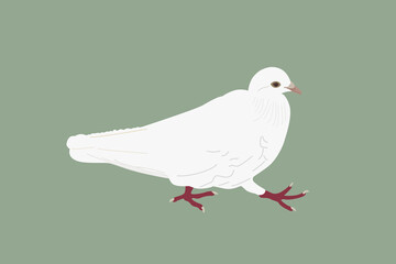 dove of peace
