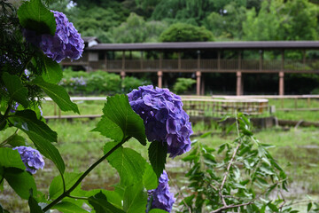 紫陽花、千葉県松戸の紫陽花寺「長谷山本土寺」にて