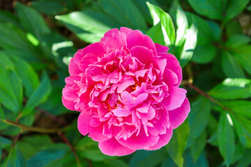 Obraz premium A photo of a gorgeous Peony flower in a garden in Alberta, Canada