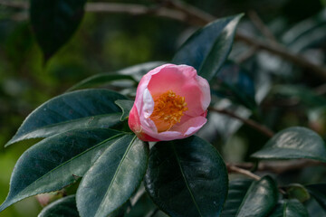 Flower of Camellia - Camellia japonica - is in bloom in Fukuoka prefecture, JAPAN.