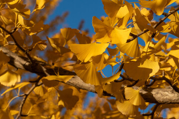 yellow ginkgo leaves look orange in the setting sun in Saitama prefecture, Japan.