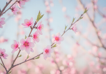 pink cherry blossoms