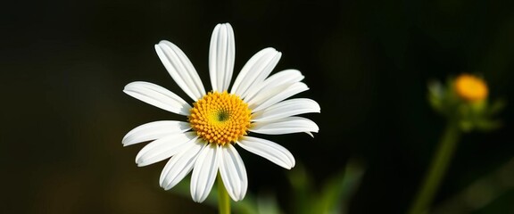 Fototapeta premium Single daisy blossom, vibrant white petals & yellow center, isolated, herb, isolated