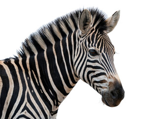 Closeup of a zebras head and neck, isolated on transparent background