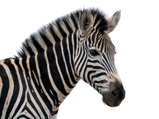 Closeup of a zebras head and neck, isolated on transparent background