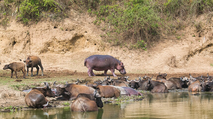 Buffalo herd and hippo in peaceful coexistence by Kazinga Channel