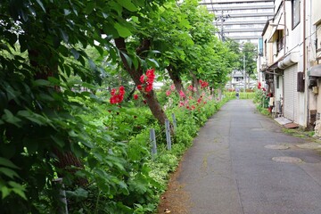 June 28, 2025, Morioka, Iwate Prefecture, Japan.View of the area around Sakurayama Shrine and plants such as butterbur.