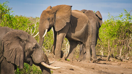 African elephants walking through bushland in western Uganda