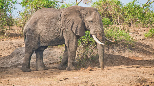 Elephant standing on the dry earth beside the Kazinga Channel