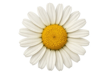 Delicate white daisy flower blooming, soft petals surrounding bright yellow stamens, transparent isolated background