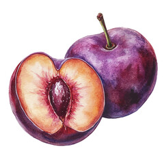 Plum Slice, watercolor clipart vector, isolated on a white background.