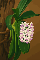 This digital illustration features the Rhynchostylis gigantea orchid, commonly known as the Foxtail Orchid. The orchid is depicted in full bloom, with a dense cluster of creamy-white flowers accented 