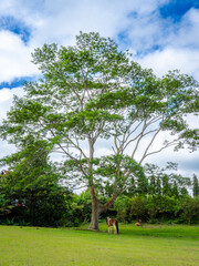 A tranquil farm in Tagaytay, Philippines, with a lone horse grazing beneath a grand tree under a...