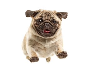 Forward facing pug with open mouth