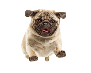 Forward facing pug with open mouth