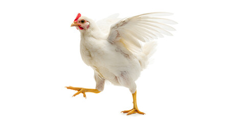 white chicken isolated on white