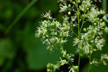 Thalictrum minus leaves and flowers. Ranunculaceae perennial plants. Small pale yellowish white flowers bloom in panicles in summer. Medicinal for stomachache.