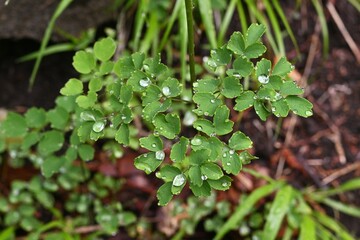 Thalictrum minus leaves and flowers. Ranunculaceae perennial plants. Small pale yellowish white flowers bloom in panicles in summer. Medicinal for stomachache.