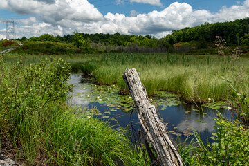 Lily Pads in a pond with sky reflection on a lovely summer day