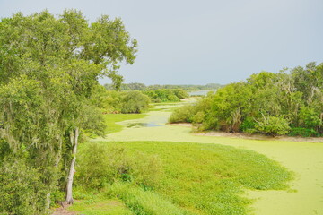 Plant city, Florida, USA: 06 22 2025: The landscape of Edward Medard Conservation Park in Plant City close to Tampa