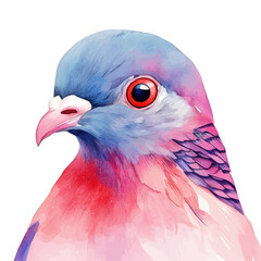 Pigeon Close Up, watercolor vector, isolated on a white background.