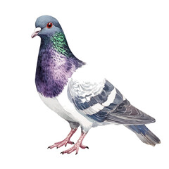 Pigeon, watercolor illustration vector, isolated on a white background.