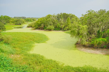 Plant city, Florida, USA: 06 22 2025: The landscape of Edward Medard Conservation Park in Plant City close to Tampa