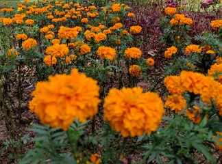 orange flowers in the garden