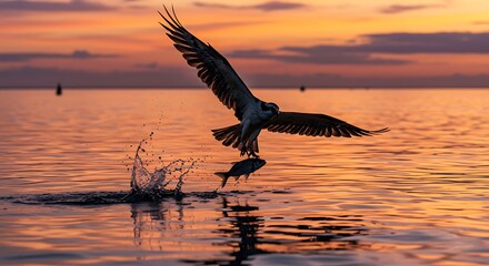 Osprey Catching Fish at Sunset