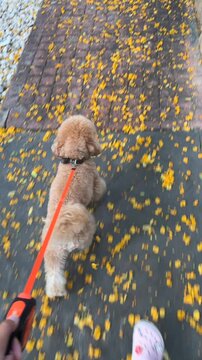 On this beautiful and colorful autumn day, I am truly enjoying a leisurely walk with my poodle