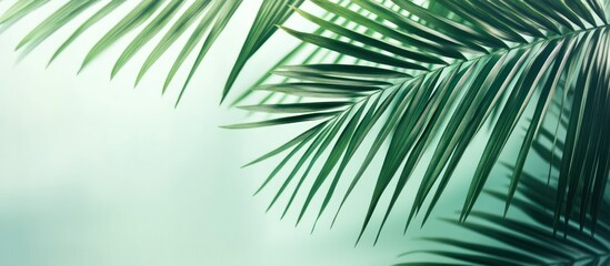 Obraz premium Vibrant palm fronds against a soft mint backdrop