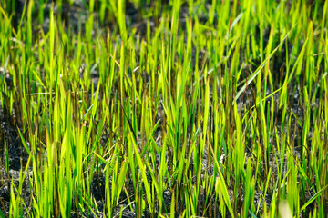 Vibrant Green Grass Blades Growing in Fresh Soil Under Sunlight