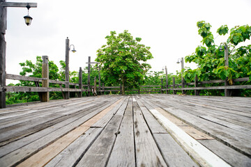 Serene wooden pathway surrounded by lush green trees and foliage