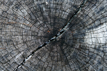 Detailed Close-Up of a Tree Ring Featuring Natural Wood Texture