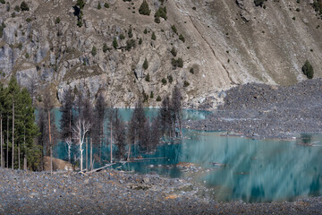 Submerged Forest in a Glacial Lake