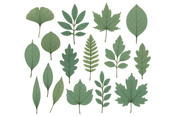 Collection of Hand Drawn Botanical Leaf Illustrations Featuring Various Leaf Shapes and Textures in Soft Green Tones