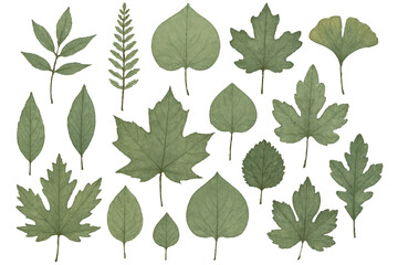 Obraz premium Beautiful Botanical Leaf Specimen Collection with a Variety of Shapes and Shades in Natural Green Hues