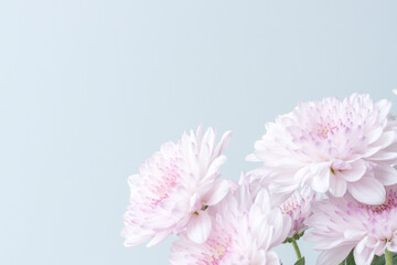 スプレーマムのピンクの花を薄青背景で撮影04