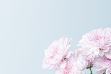 スプレーマムのピンクの花を薄青背景で撮影07
