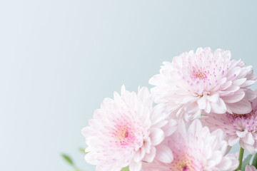 スプレーマムのピンクの花を薄青背景で撮影08