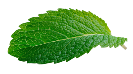 Close-up of a fresh green mint leaf with detailed texture. transparent background