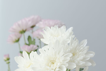 スプレーマムのピンクと白いの花を薄青背景で撮影11