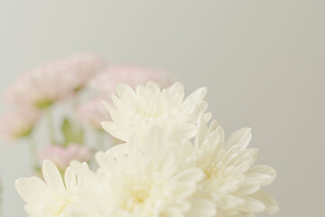 スプレーマムのピンクと白い花をベージュ背景で撮影05