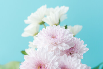 スプレーマムのピンクの花を青背景で撮影05