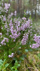 A Beautiful Purple Heather Blooming Gracefully in a Serene and Peaceful Forest Setting