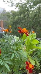 In a picturesque setting, you will find vibrant marigolds thriving in a lush green garden
